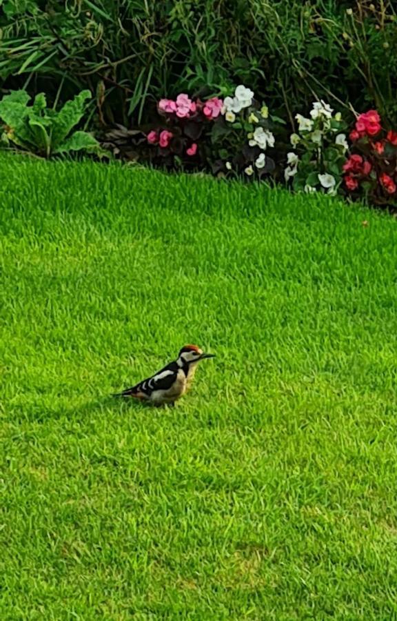 Woodpeckers Cottage Scarborough Buitenkant foto