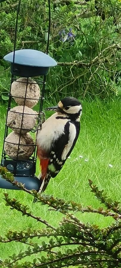 Woodpeckers Cottage Scarborough Buitenkant foto